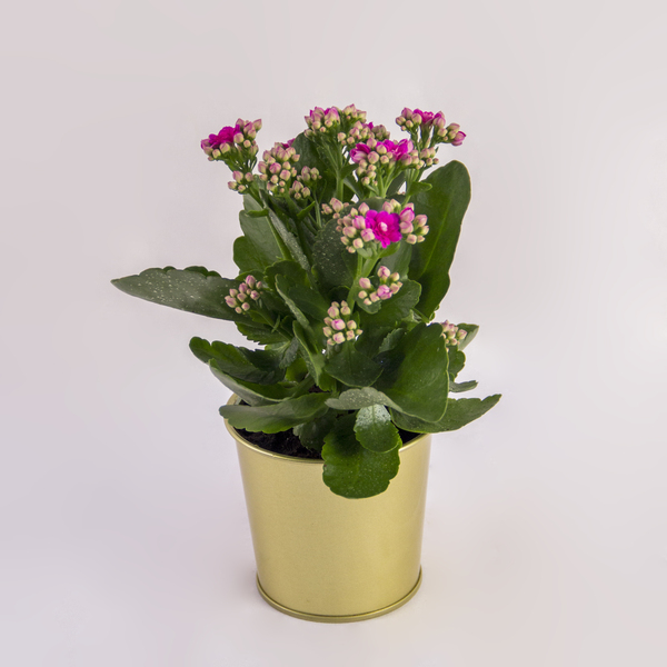 Pink Petal Kalanchoe | كالانشو بتلات وردية