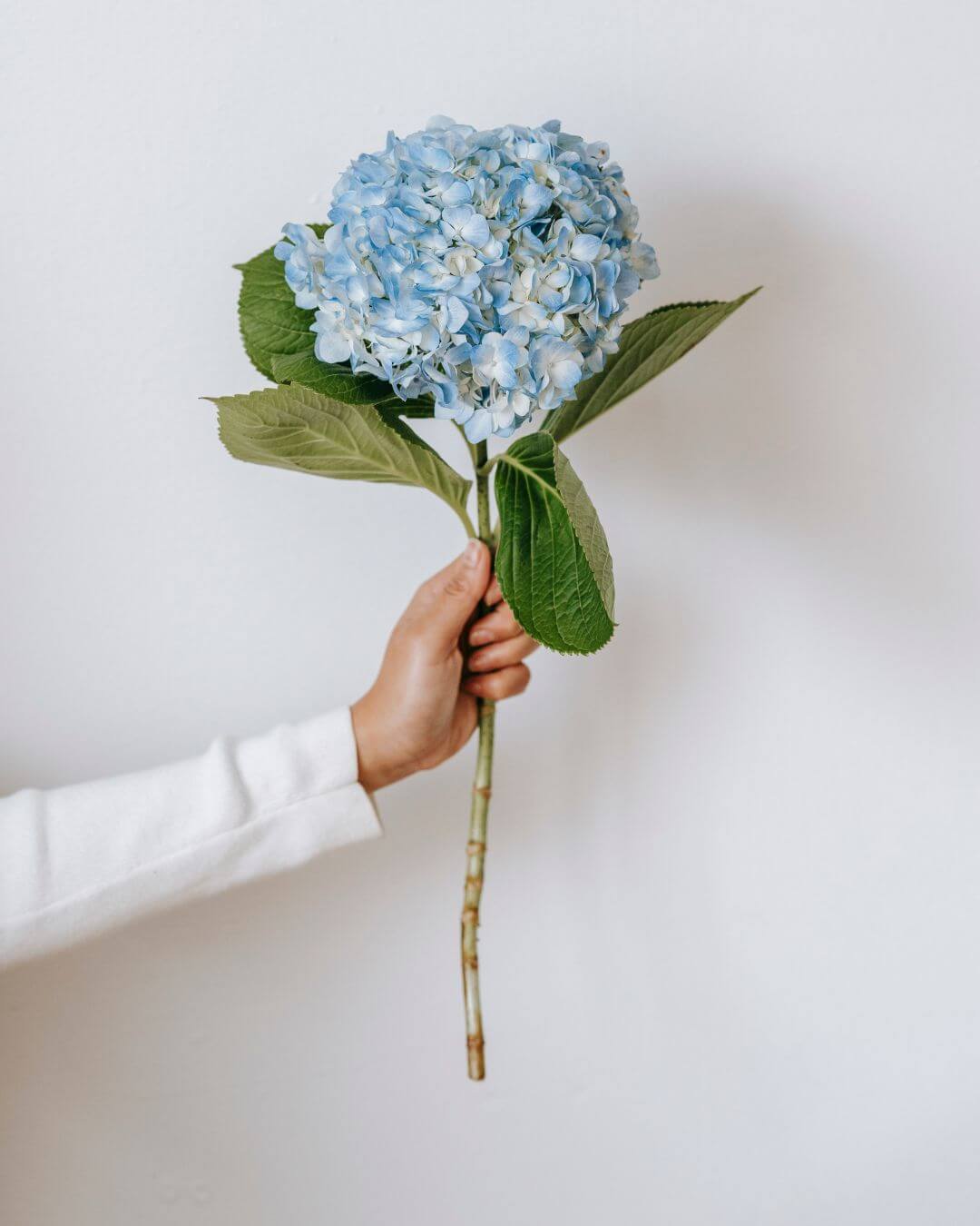 buy flowers in qatar