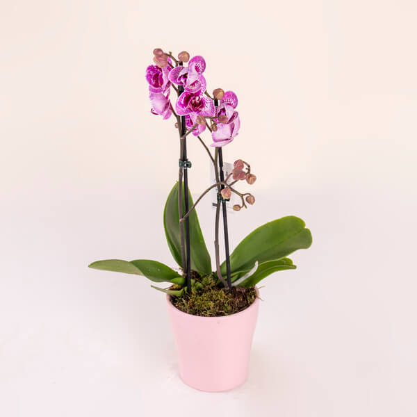 Potted Purple Phalaenopsis Orchid