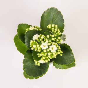 Classic White Bloom Kalanchoe