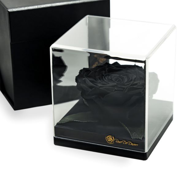 Endless Treasure Black