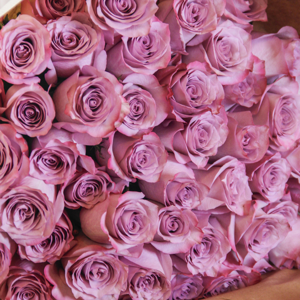 Lavender Lace