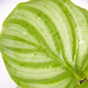 calathea-orbifolia-elegance