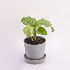 calathea-orbifolia-elegance