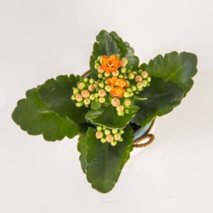 Citrus Blossom Delight