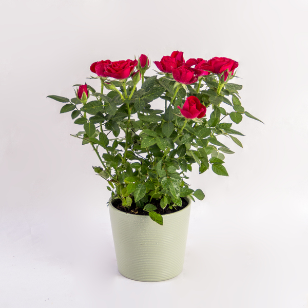 Crimson Mini Rose