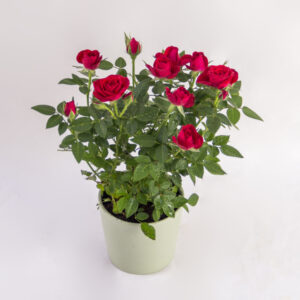 Crimson Mini Rose