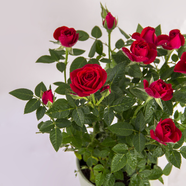 Crimson Mini Rose
