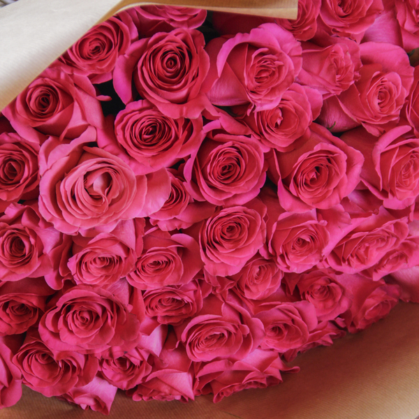 Fuchsia Fantasy