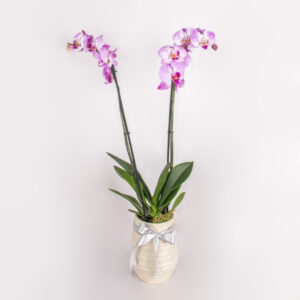 Graceful Pink Orchid Duo