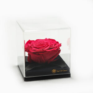 treasure-red