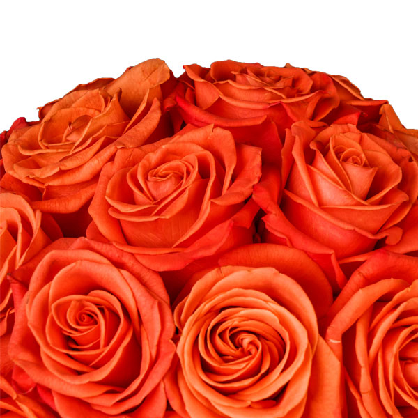 Pristine Solum Orange Crush