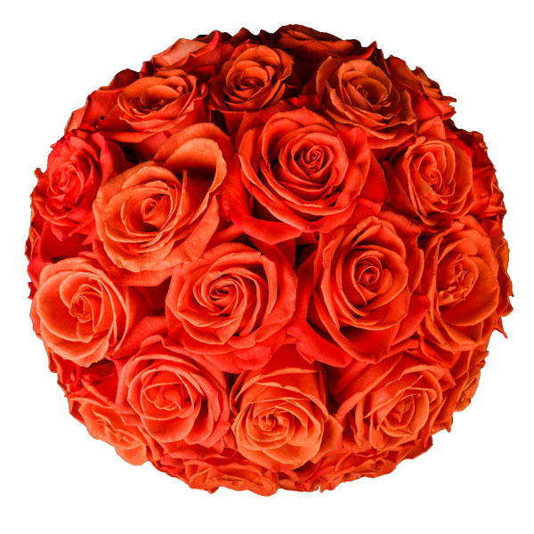 Pristine Solum Orange Crush