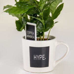 the-hype-houseplant