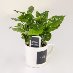 the-hype-houseplant