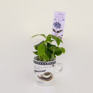 Coffee Plant
