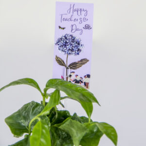 Coffee Plant