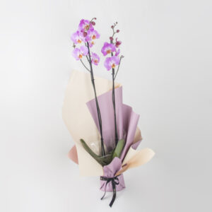 Orchid Elegance