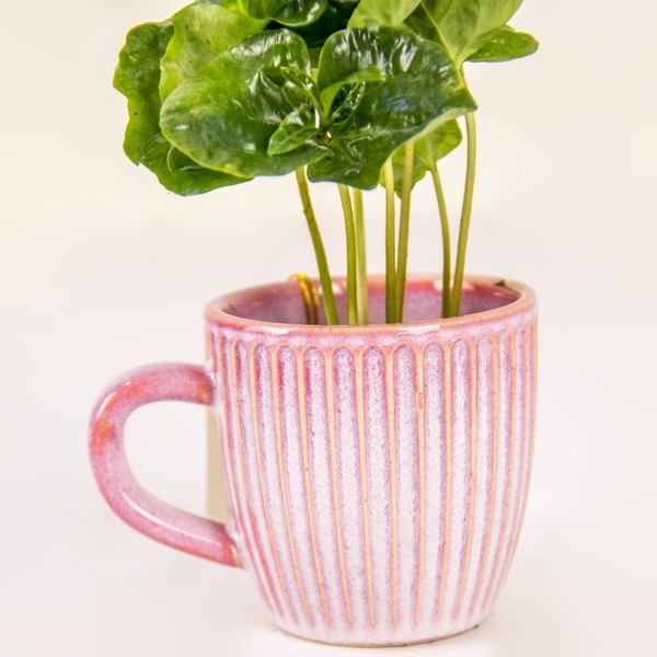 The Rose Gold Sip