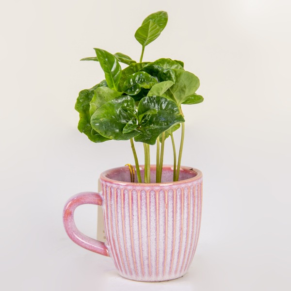 The Rose Gold Sip